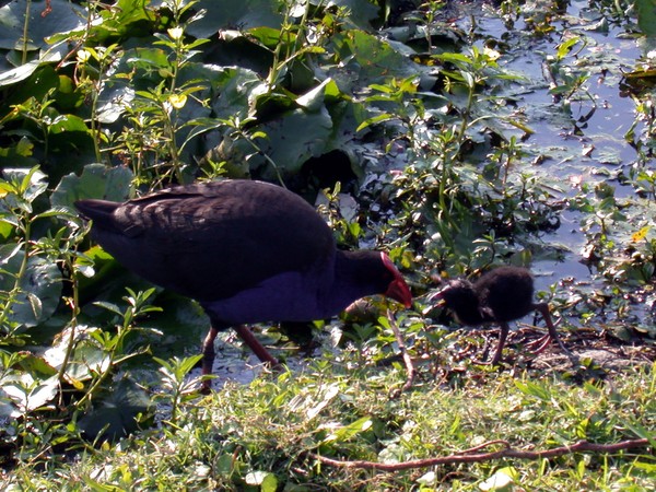 Purple Swamphen